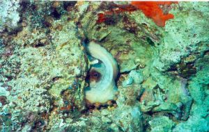 Octopus at home. Icmeler Turkey. Taken with close up lens... by Janet Legg 